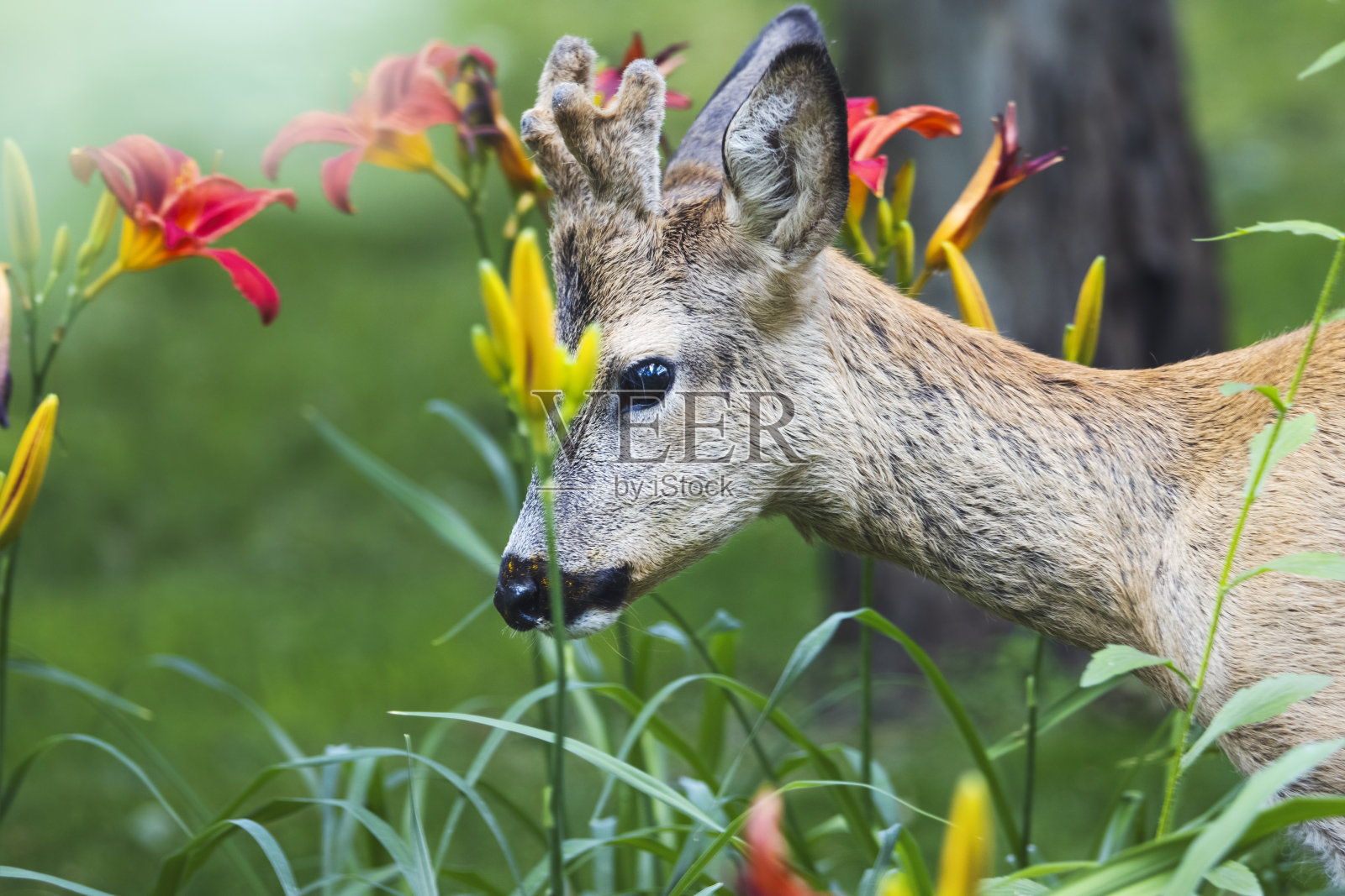 鹿在美丽的春花丛中照片摄影图片