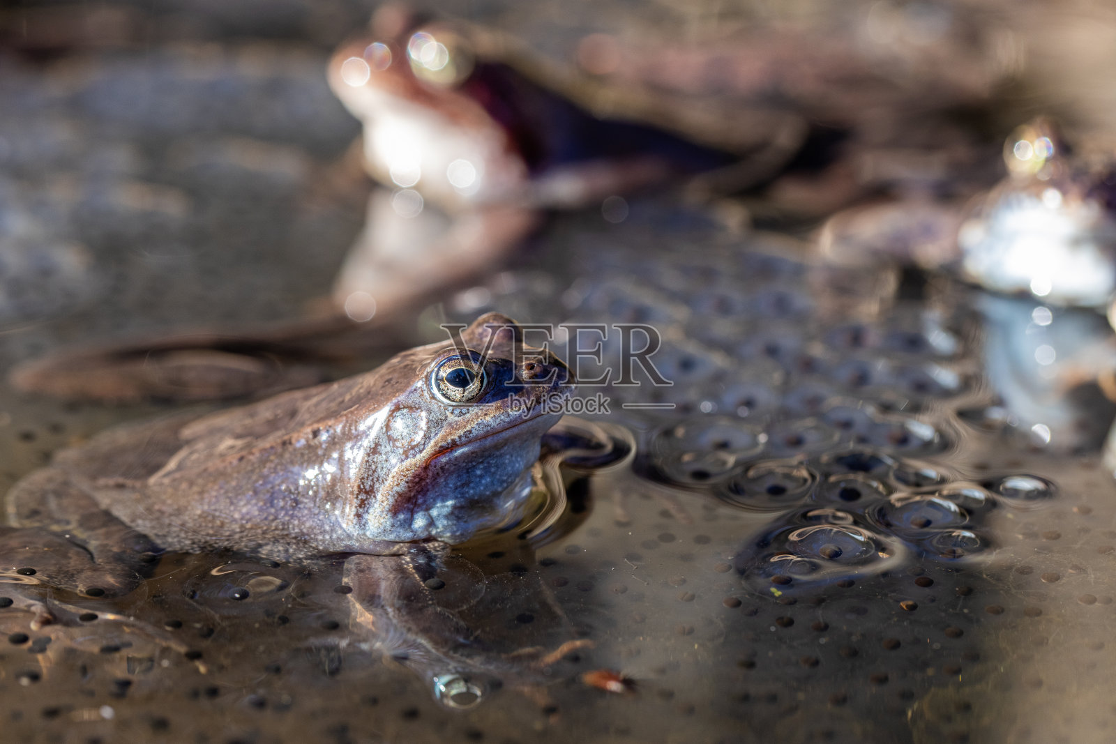 春天，池塘里的青蛙和卵照片摄影图片