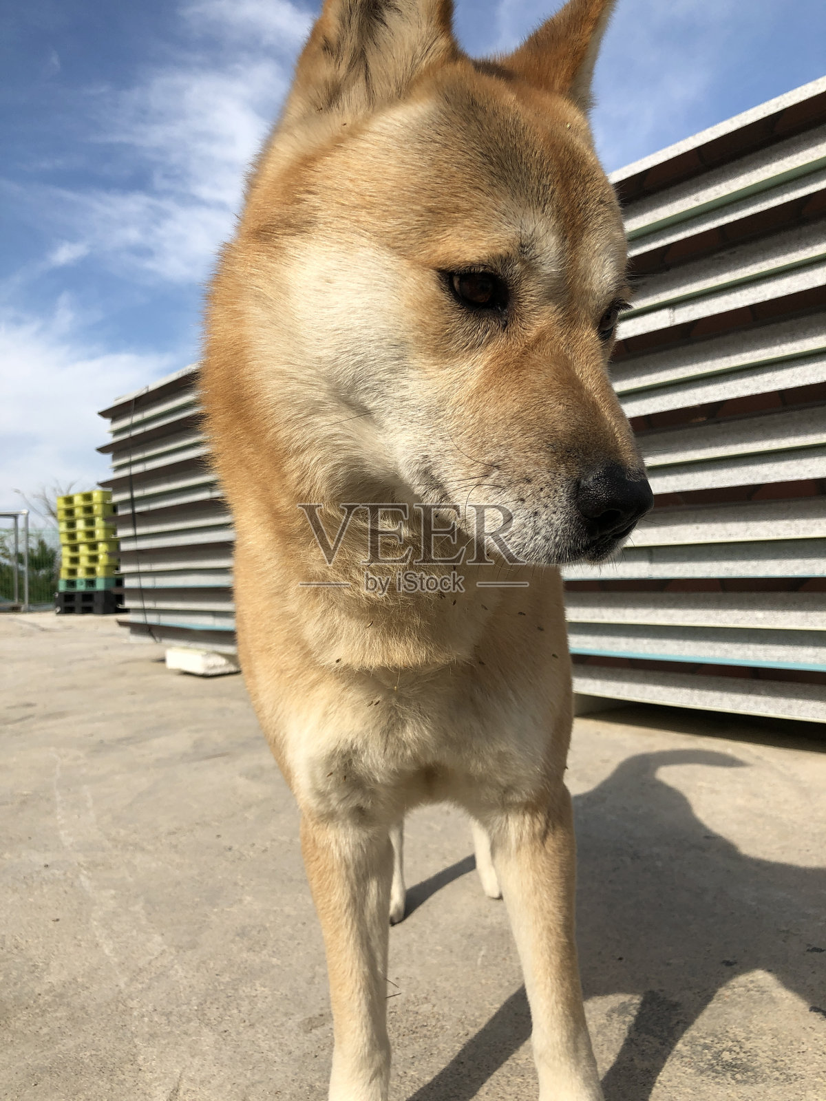 Jindo-dog。照片摄影图片