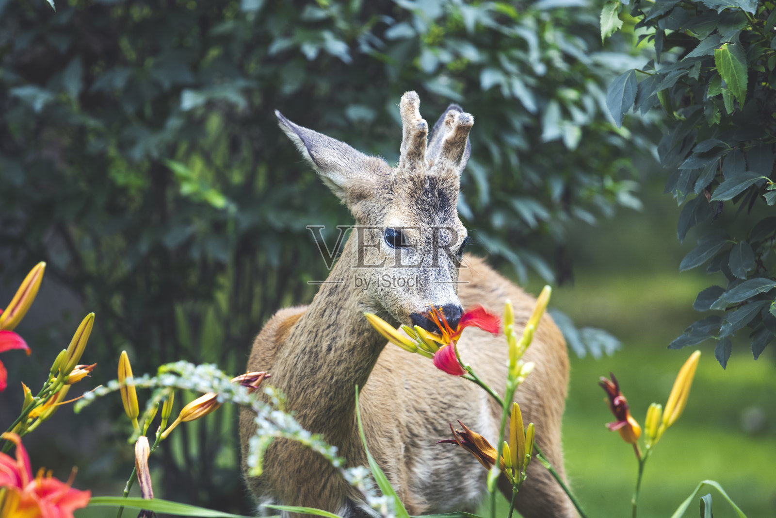 狍子吃美丽的春花照片摄影图片