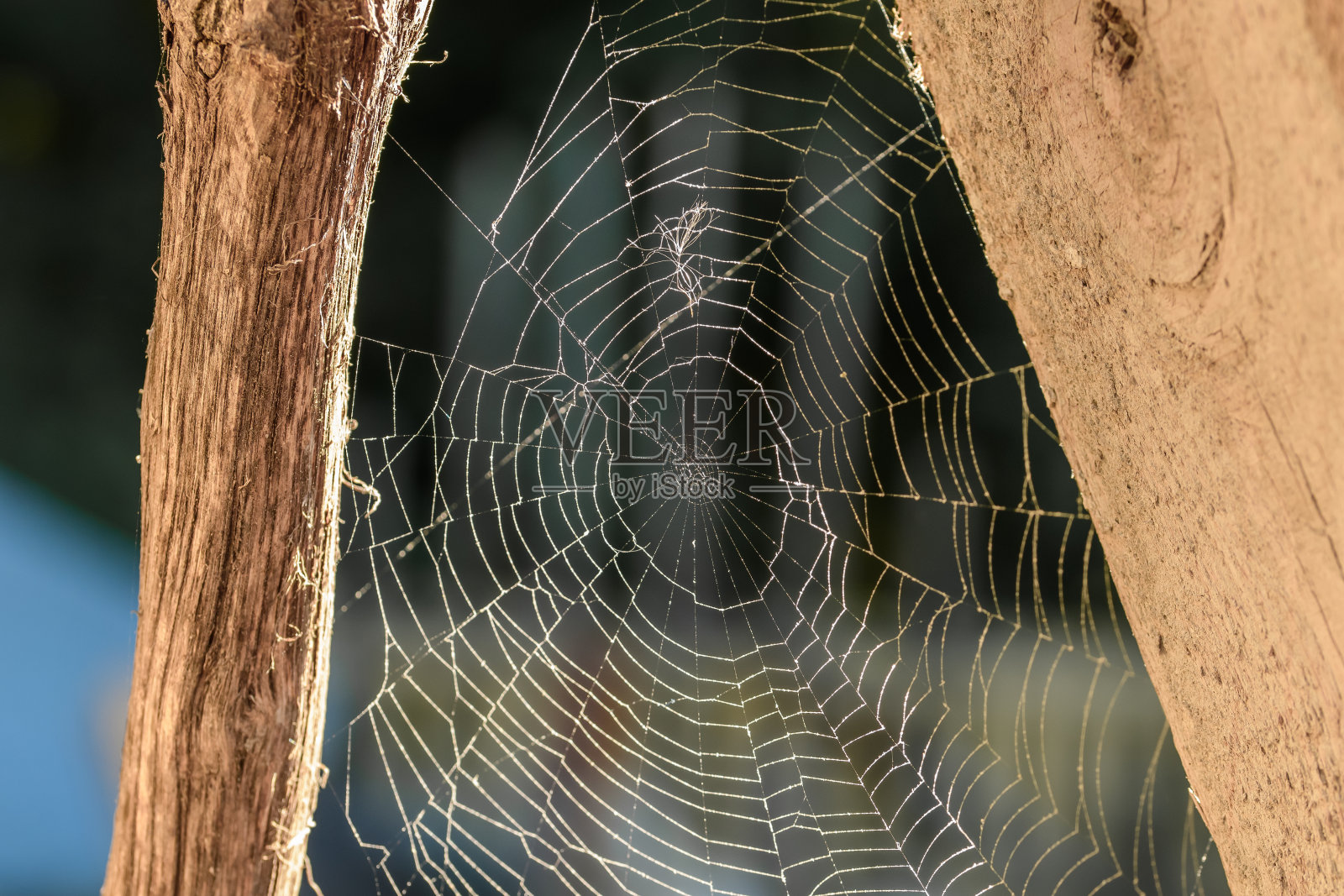 由一只蜘蛛在木板间编织的美丽的大蜘蛛网照片摄影图片