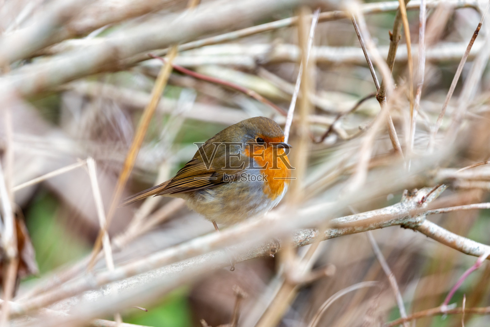 罗宾红胸(Erithacus Rubecula):都柏林植物宝石的羽毛朋友照片摄影图片