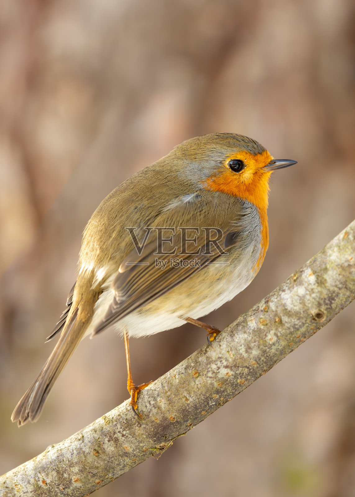 罗宾红胸(Erithacus Rubecula):都柏林植物宝石的羽毛朋友照片摄影图片