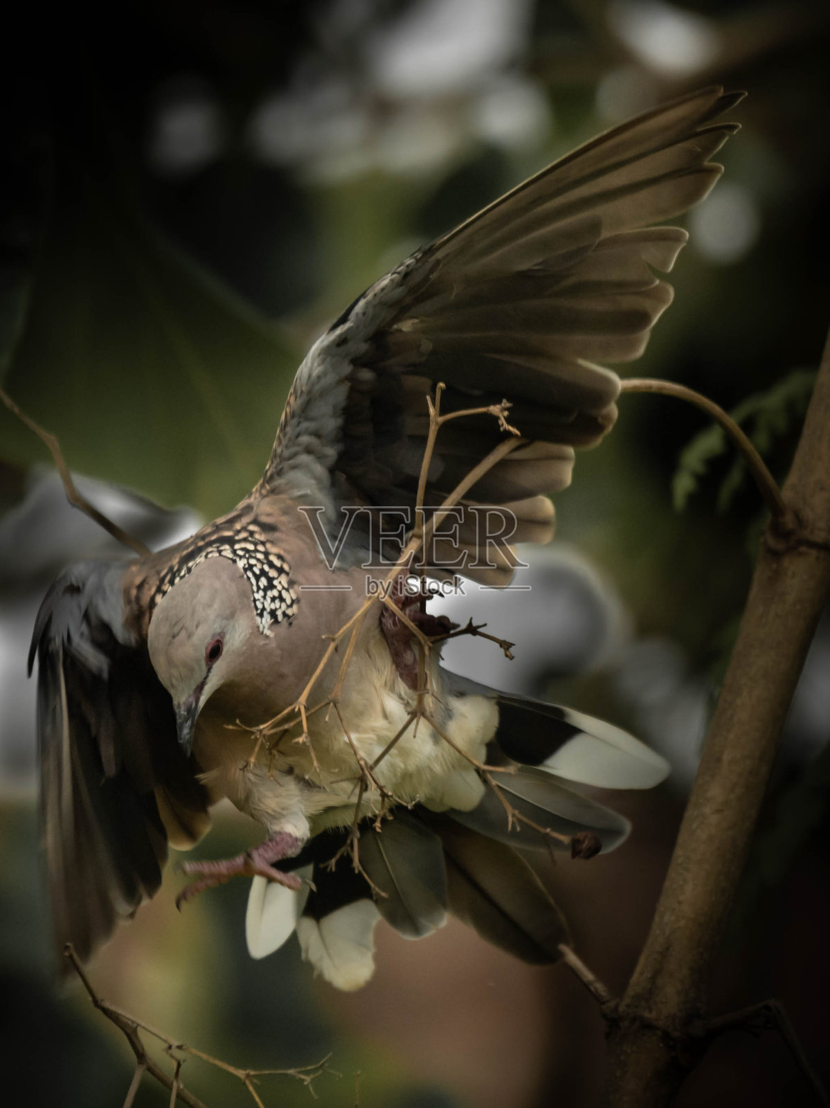发现了鸽子照片摄影图片