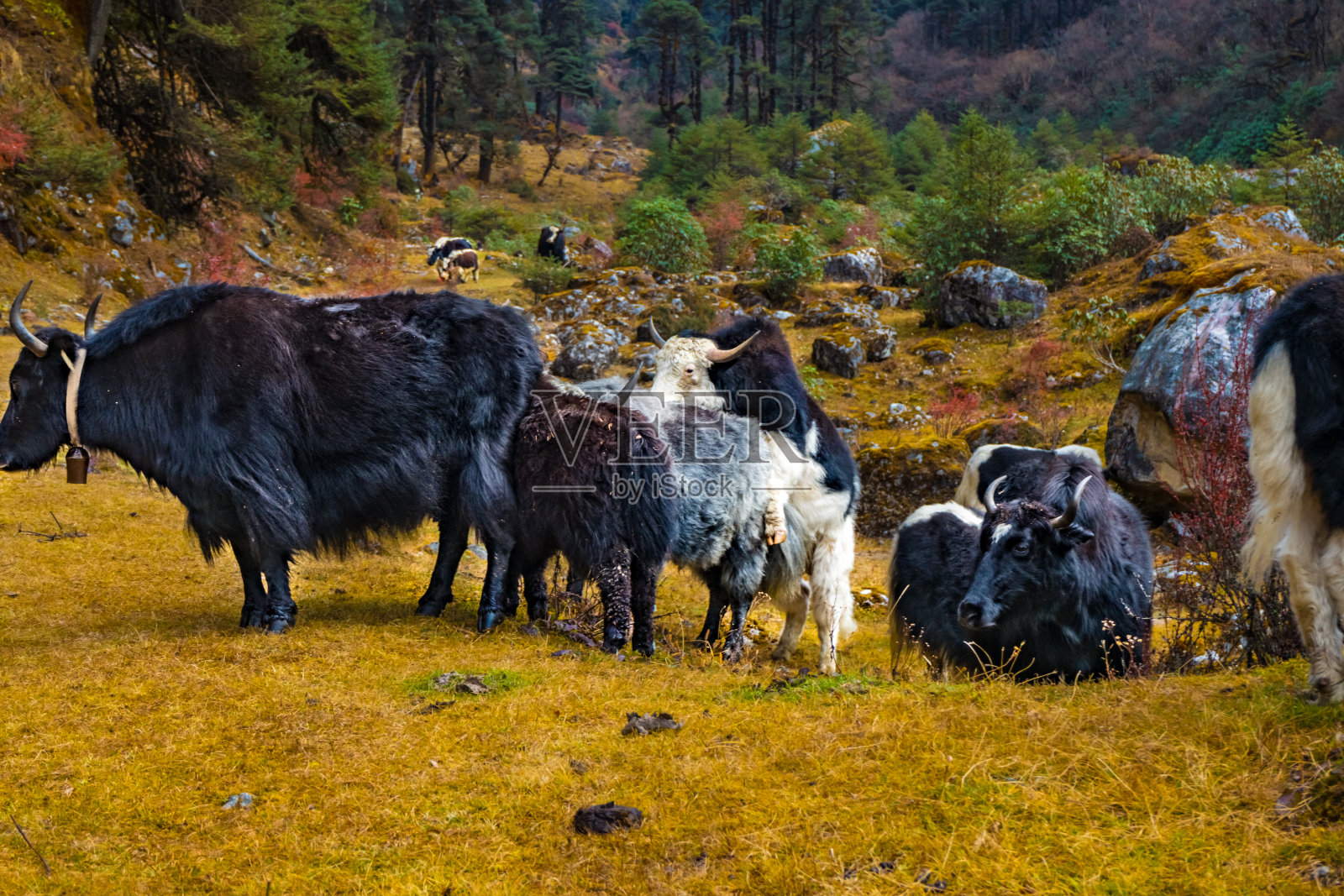 美丽的喜马拉雅牦牛在前往尼泊尔塔普勒戎托兰丁干城章嘉大本营的路上照片摄影图片