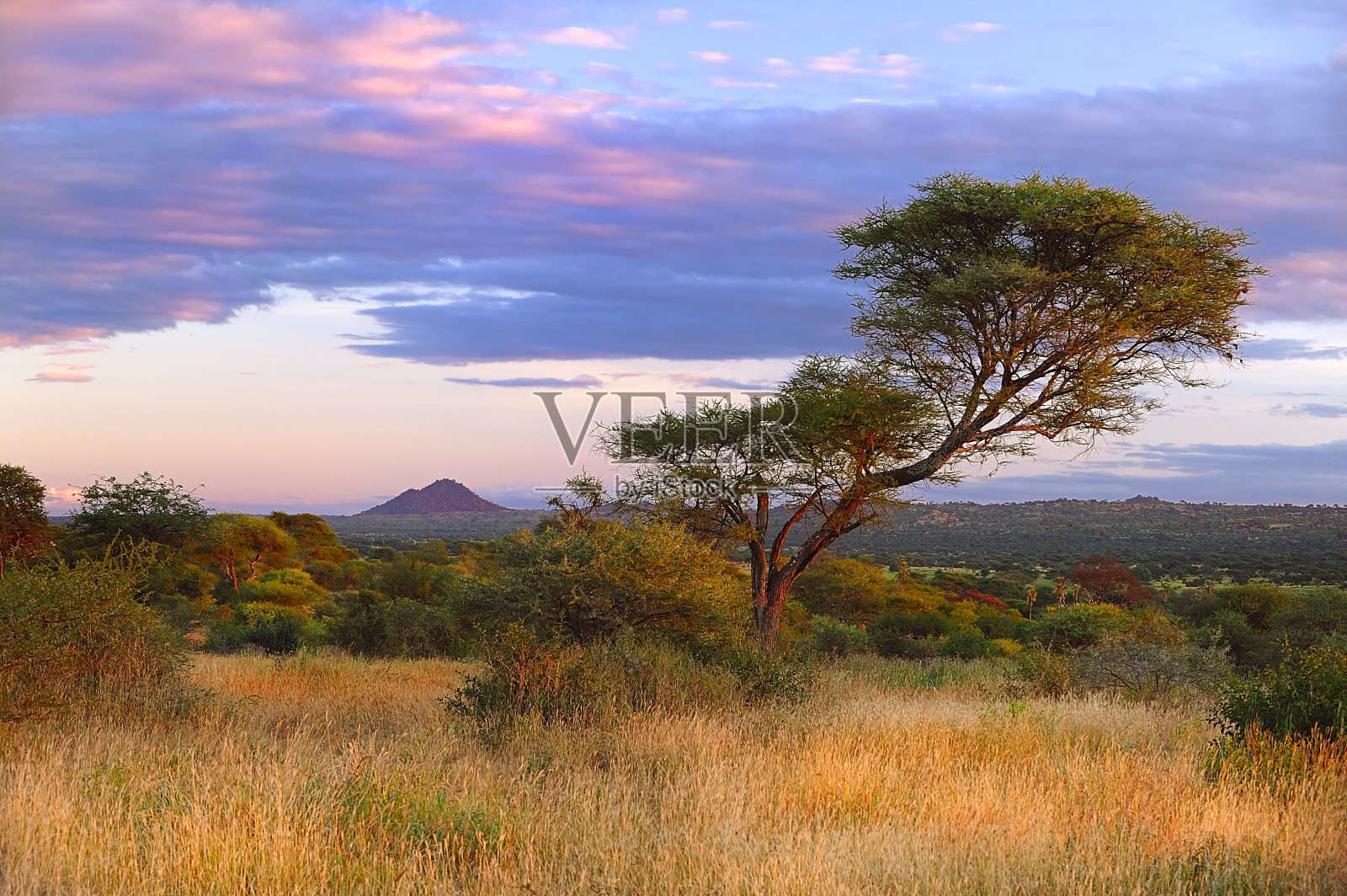 在坦桑尼亚的萨瓦那，田园般的草地上有茂密的树木和翠绿的草地。照片摄影图片