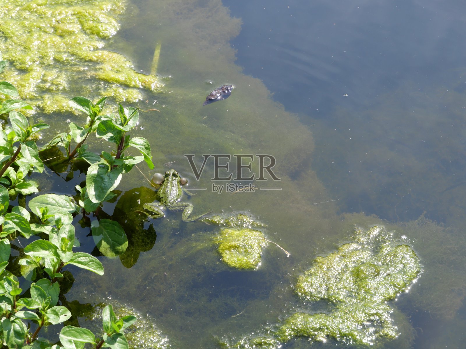 水中之蛙照片摄影图片