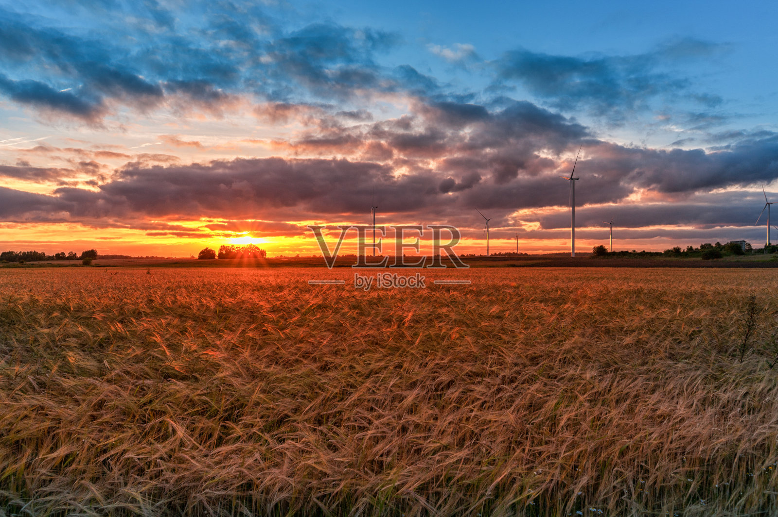 夕阳和麦田与风车的背景。立陶宛。照片摄影图片