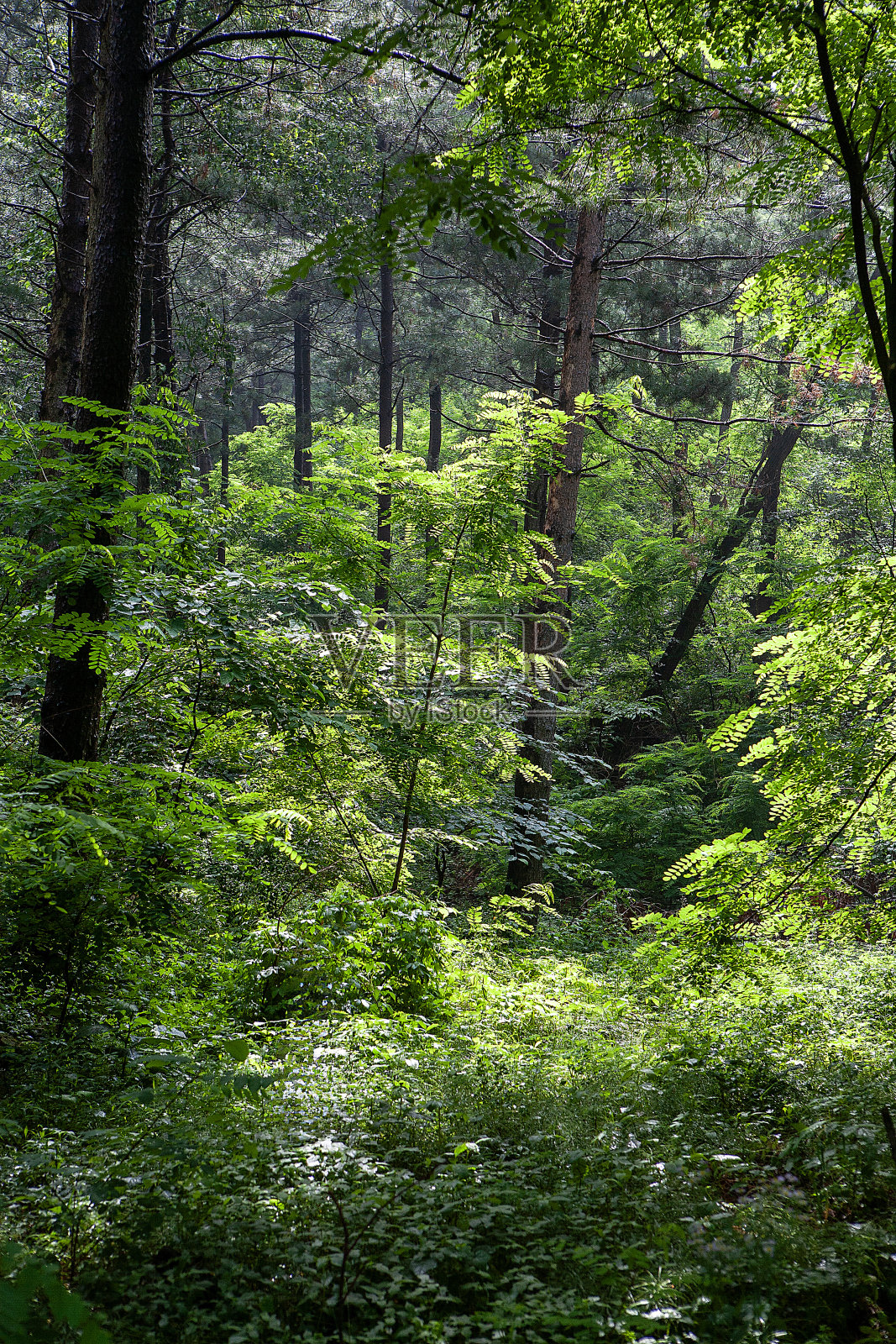 森林照片摄影图片