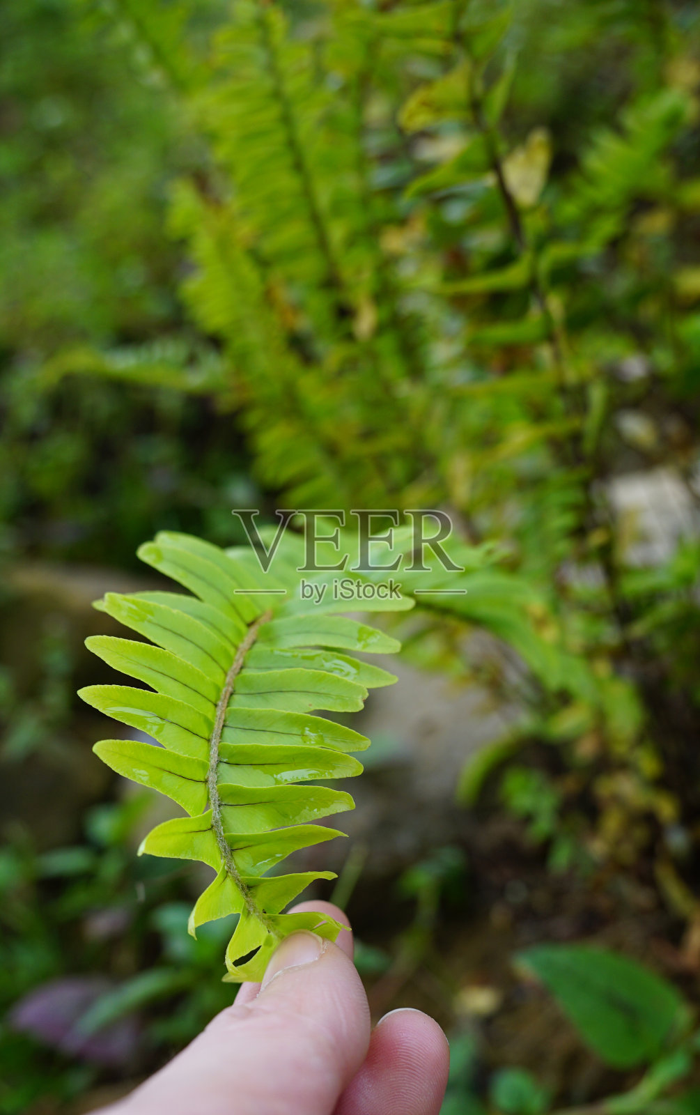 指尖向下拉着一片蕨叶照片摄影图片