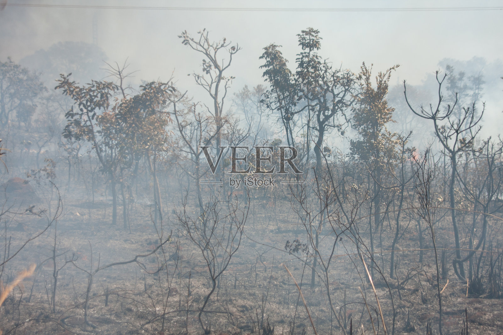 巴西大草原上常见的丛林大火照片摄影图片