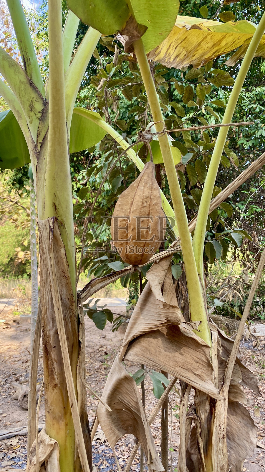 自然的夏天照片摄影图片