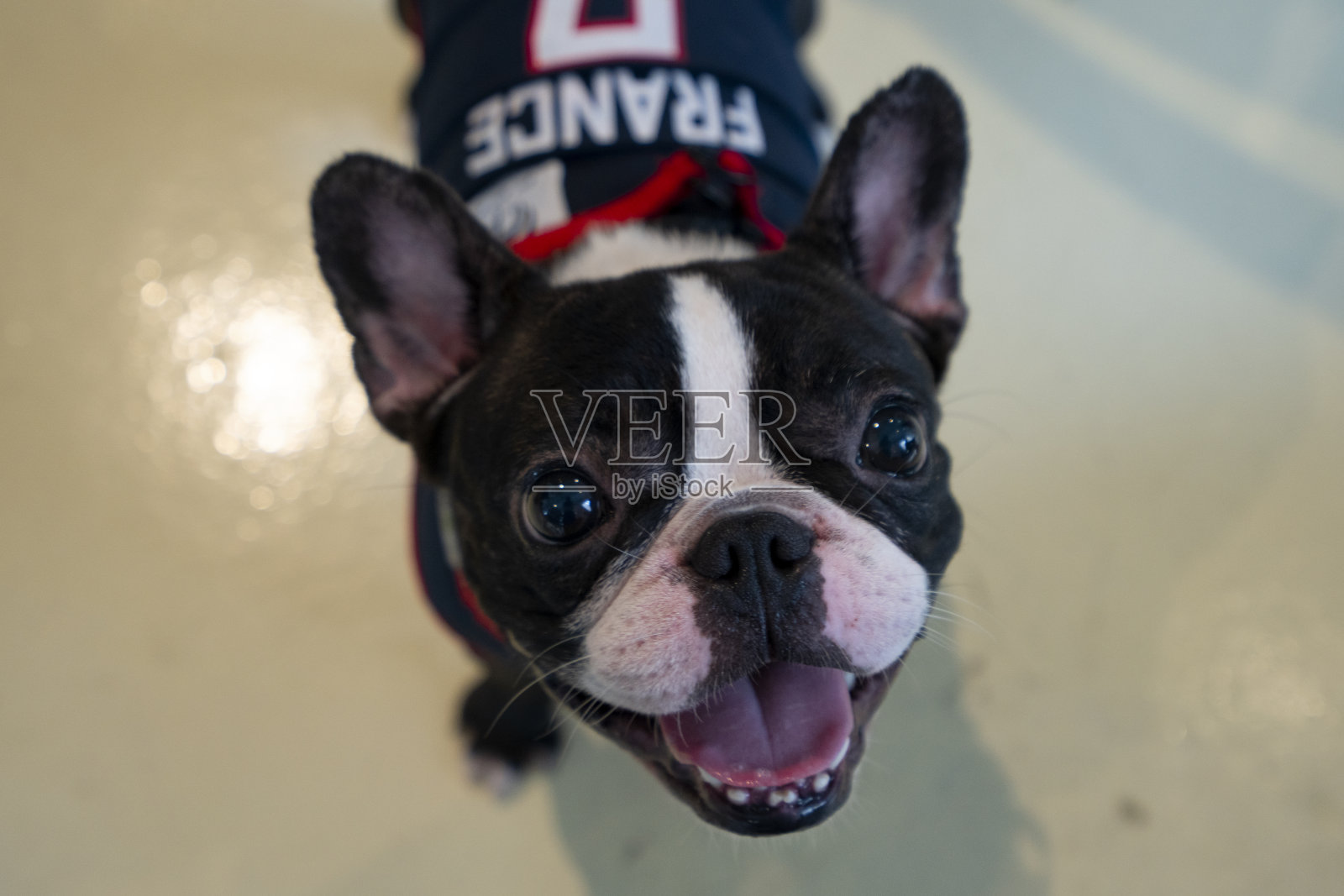 咖啡馆里一只法国斗牛犬的特写肖像照片摄影图片