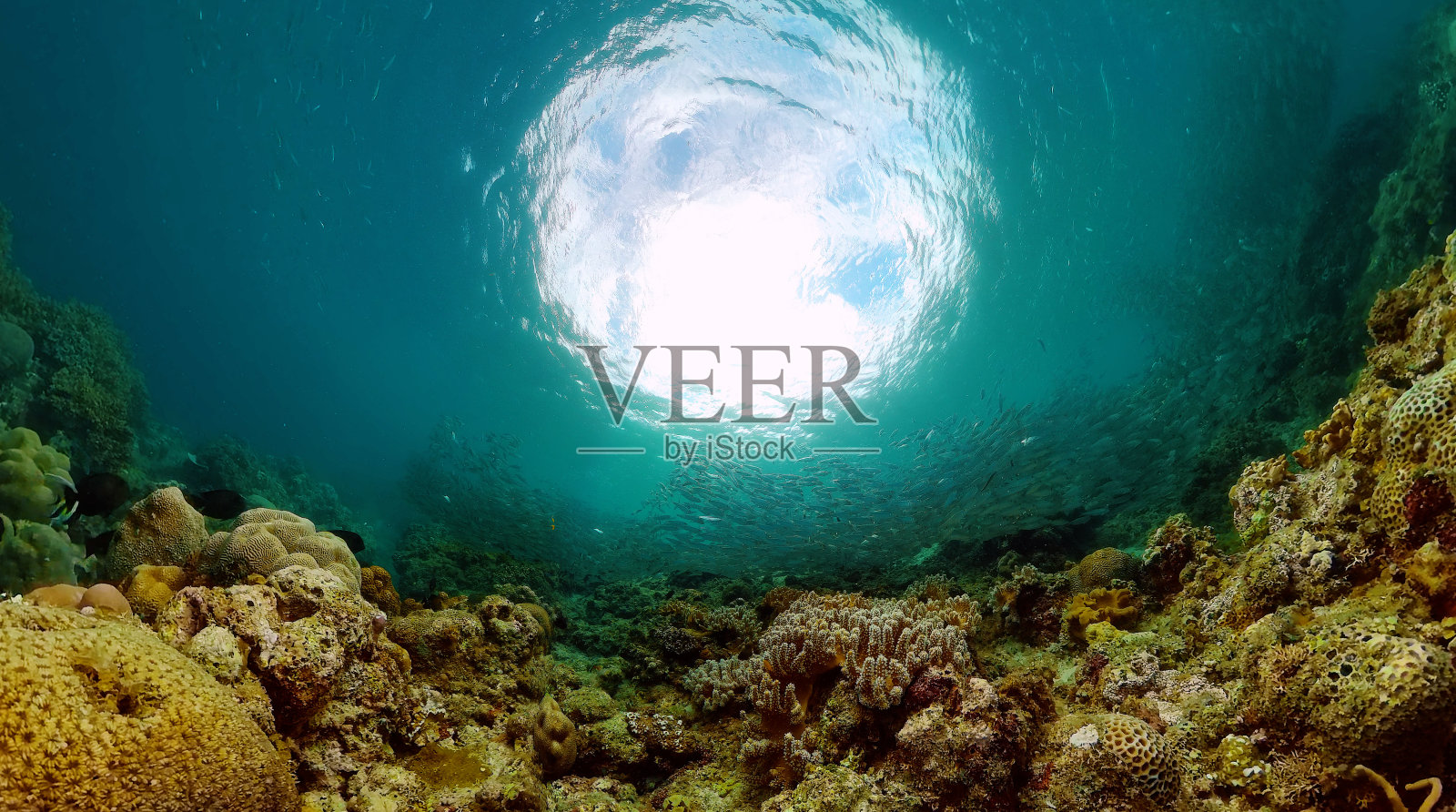 热带水下生物中的珊瑚和沙丁鱼。照片摄影图片