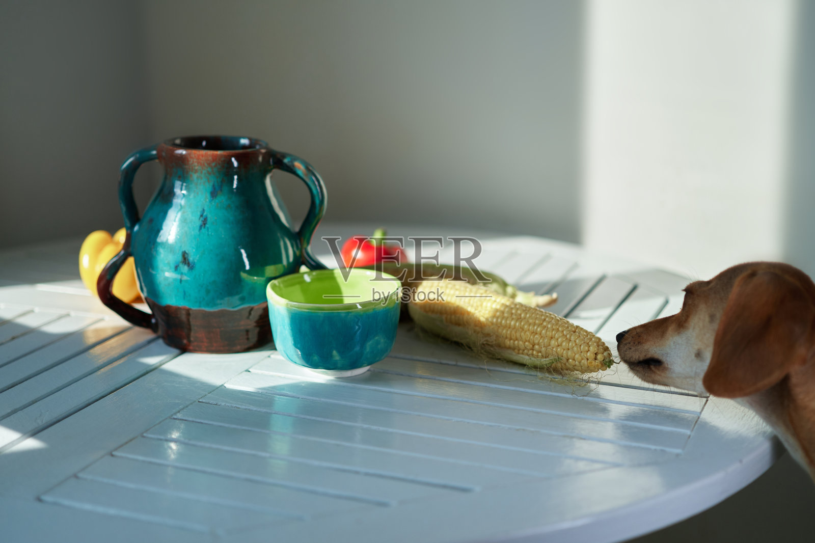 可爱有趣的狗在餐桌上在厨房，腊肠狗寻找食物有趣的川合小狗照片摄影图片