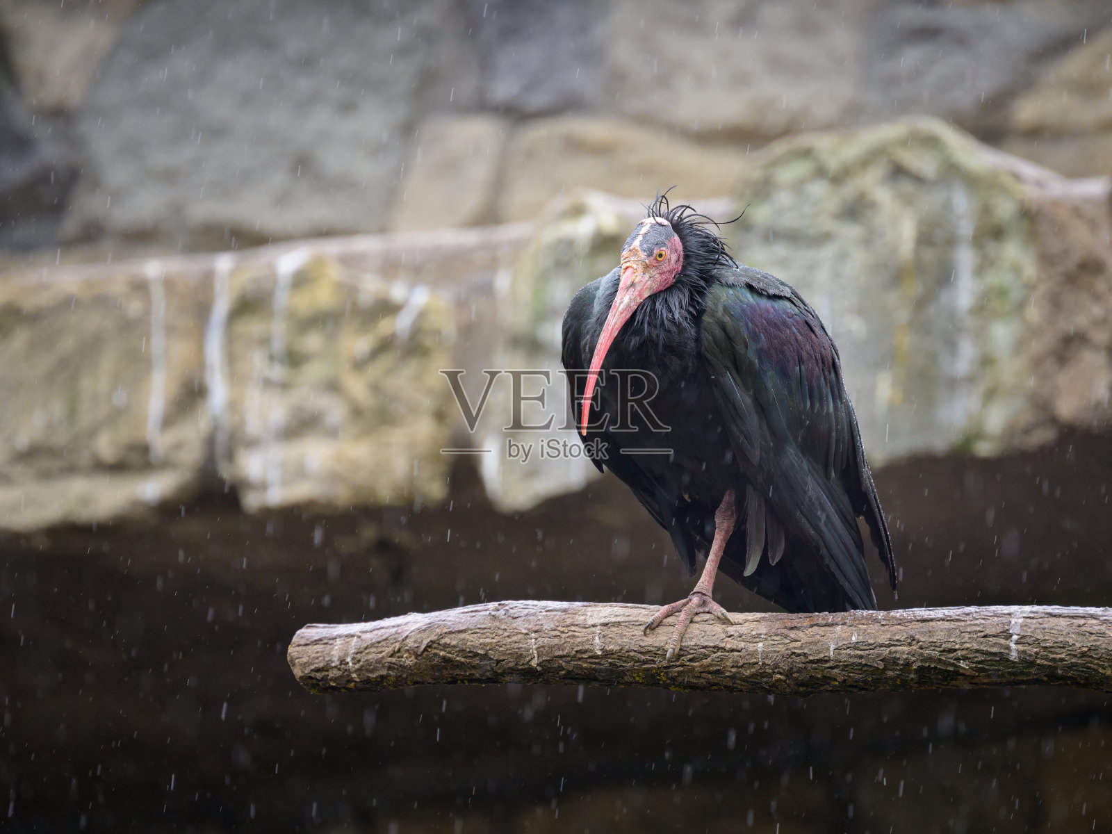 一只北方秃头朱鹭坐在墙上照片摄影图片