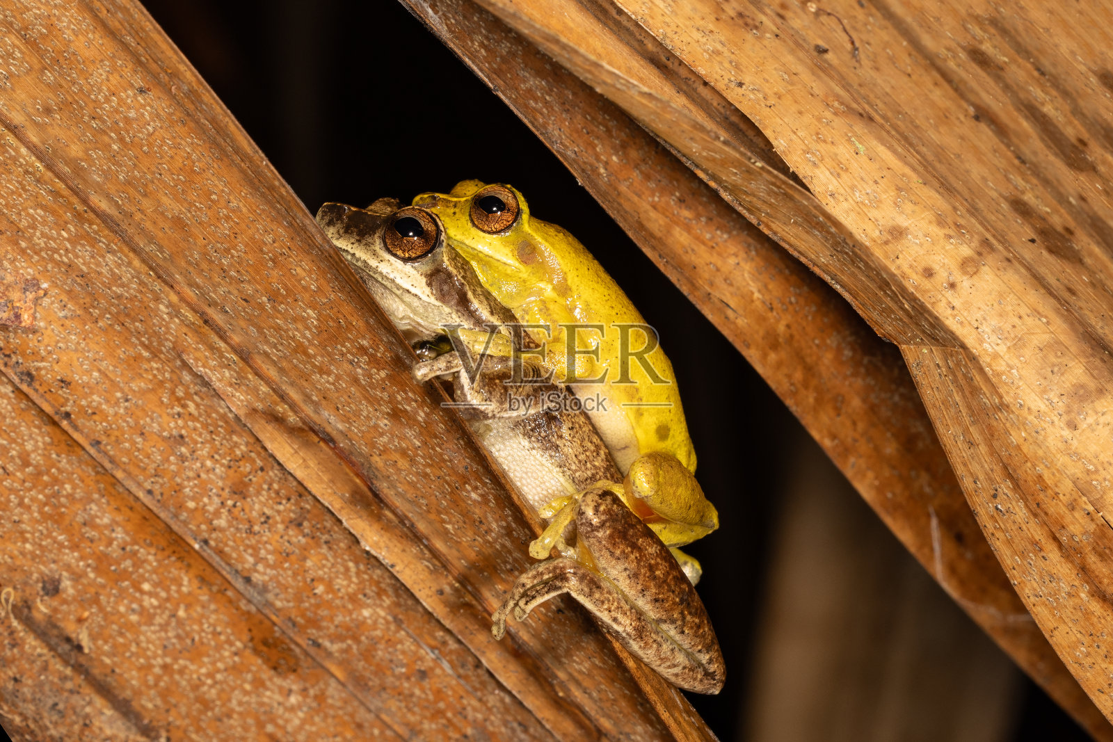 交配的呼呼树蛙照片摄影图片