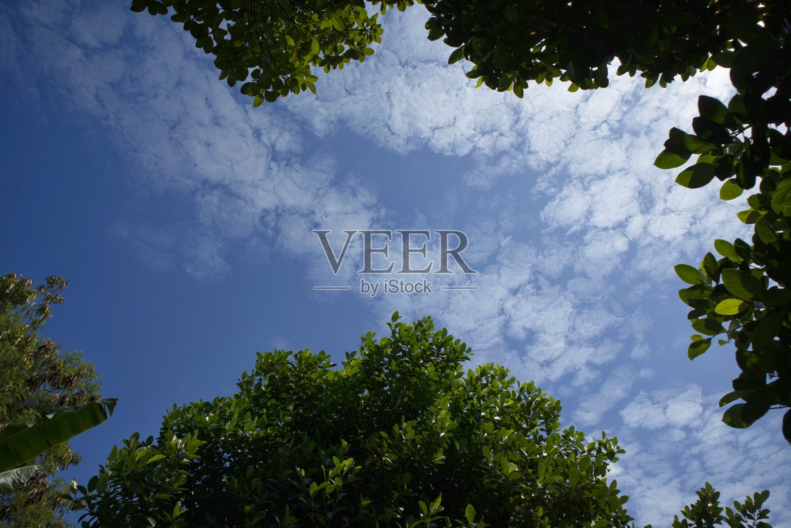 夏天的蓝天、绿树和白云照片摄影图片