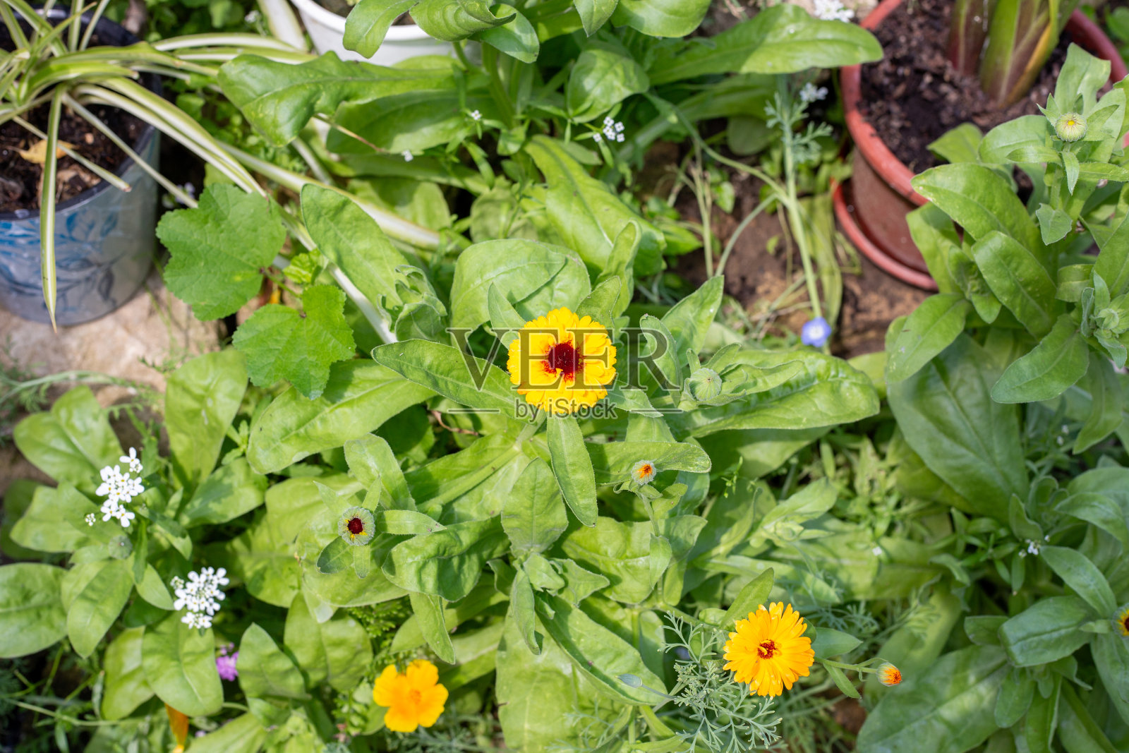 夏日花坛里的黄花。局部区域的装饰照片摄影图片