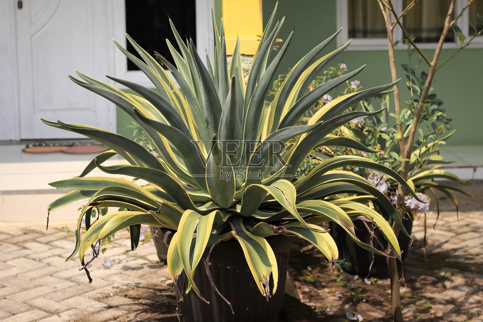 龙舌兰照片摄影图片