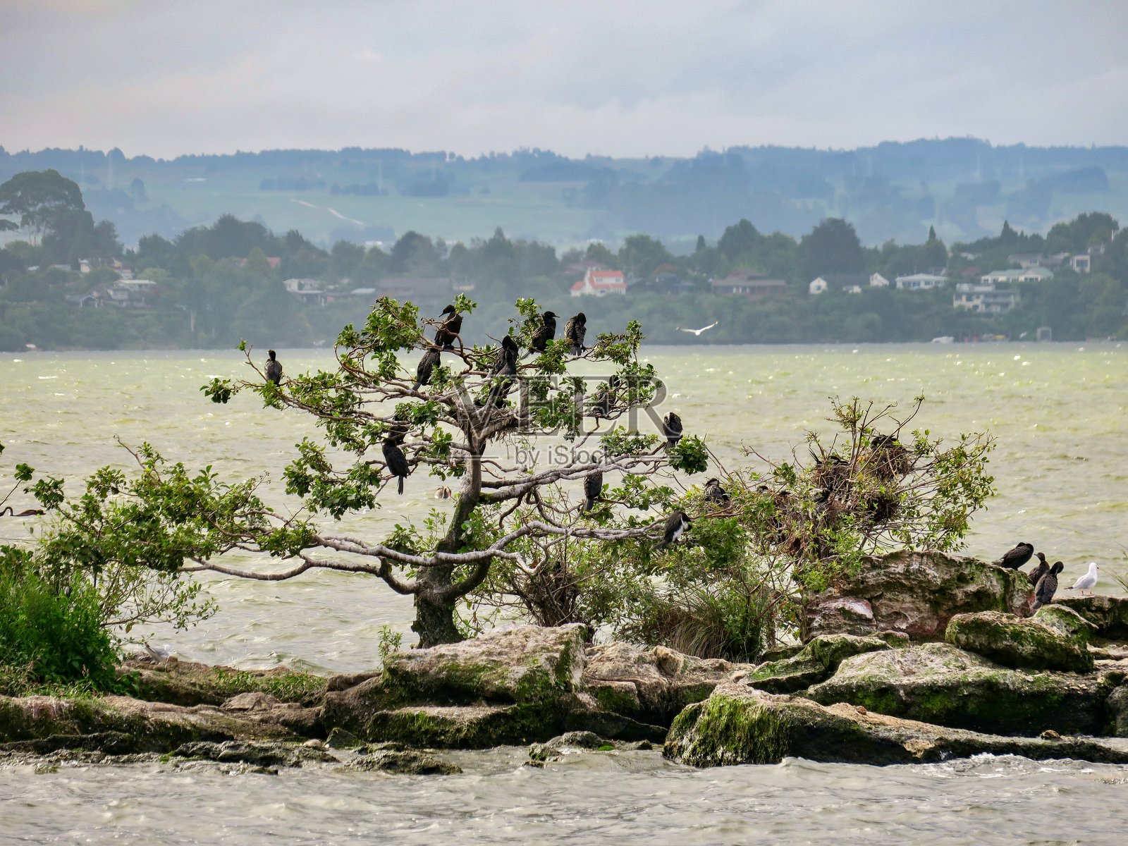 罗托鲁瓦湖的鸟照片摄影图片