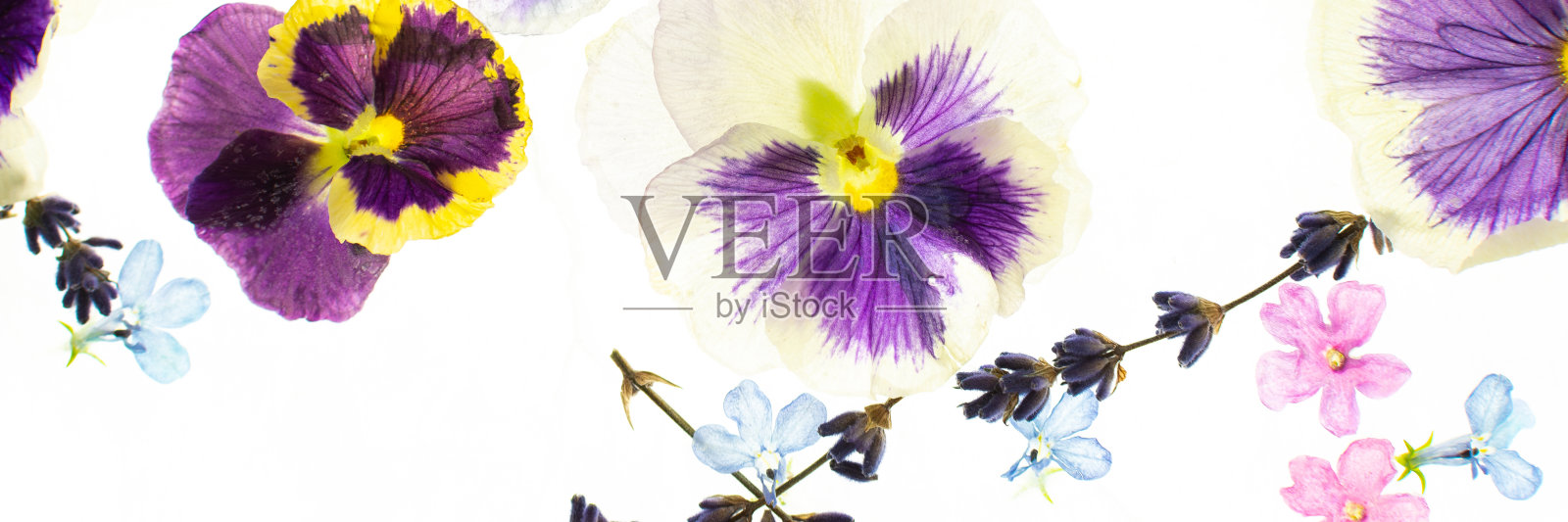 冰封的花照片摄影图片