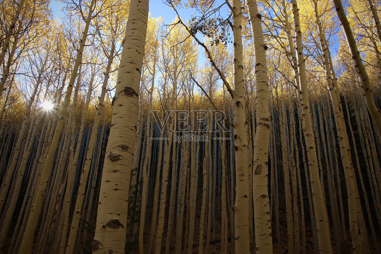 黄色的白杨林里的日出照片摄影图片