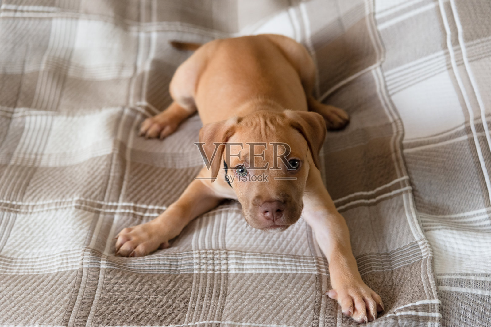 斗牛犬，小狗，开心地躺在床上玩。照片摄影图片