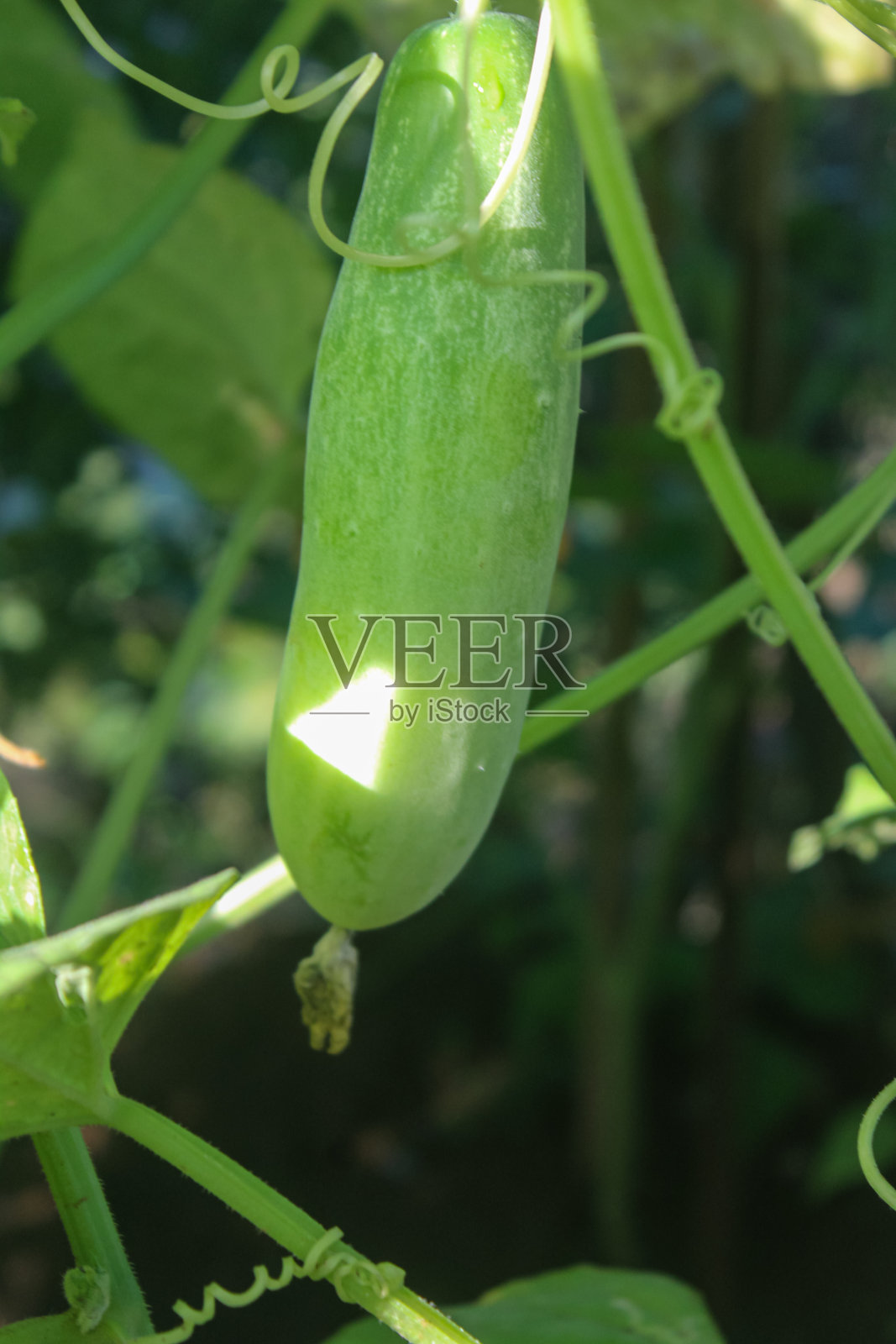 植物照片摄影图片