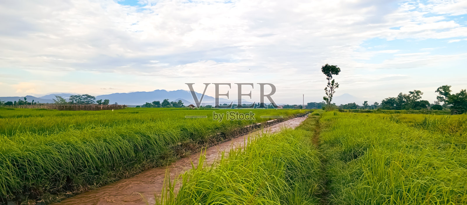 美丽的自然景观在村里。绿色的稻田和蓝色的山照片摄影图片