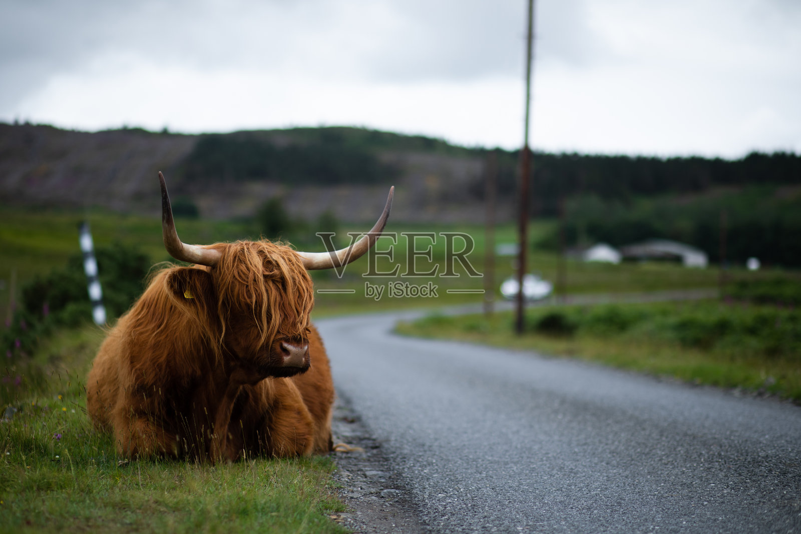 路旁边的高地牛照片摄影图片