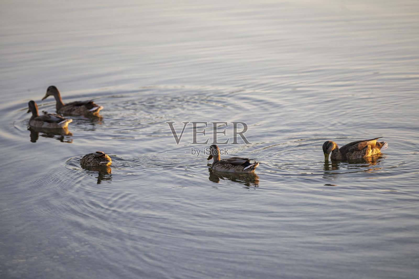 野鸭照片摄影图片