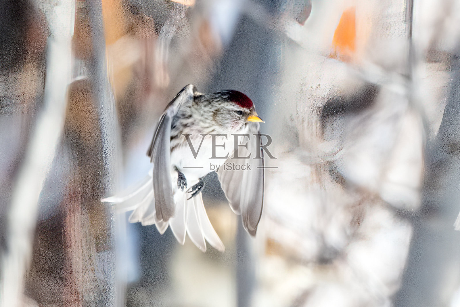在北美美国西部蒙大拿州中部飞行的美洲树麻雀照片摄影图片