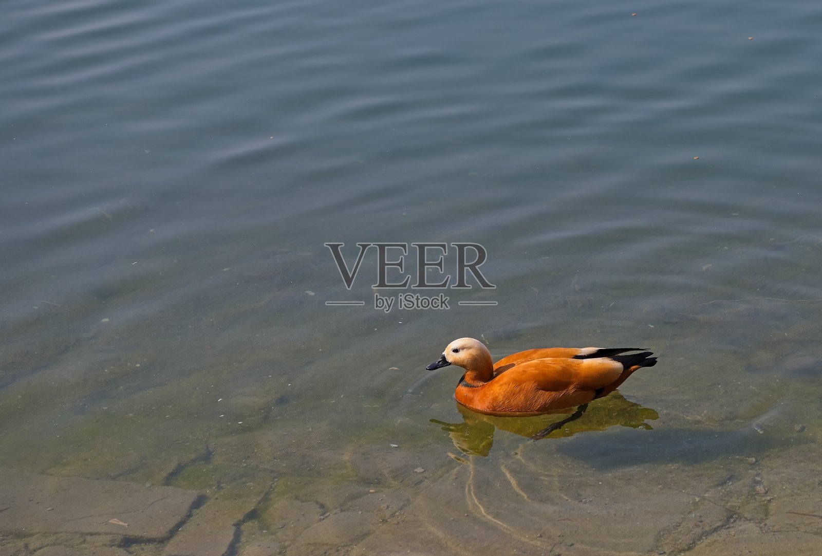 红润的雌麻鸭照片摄影图片