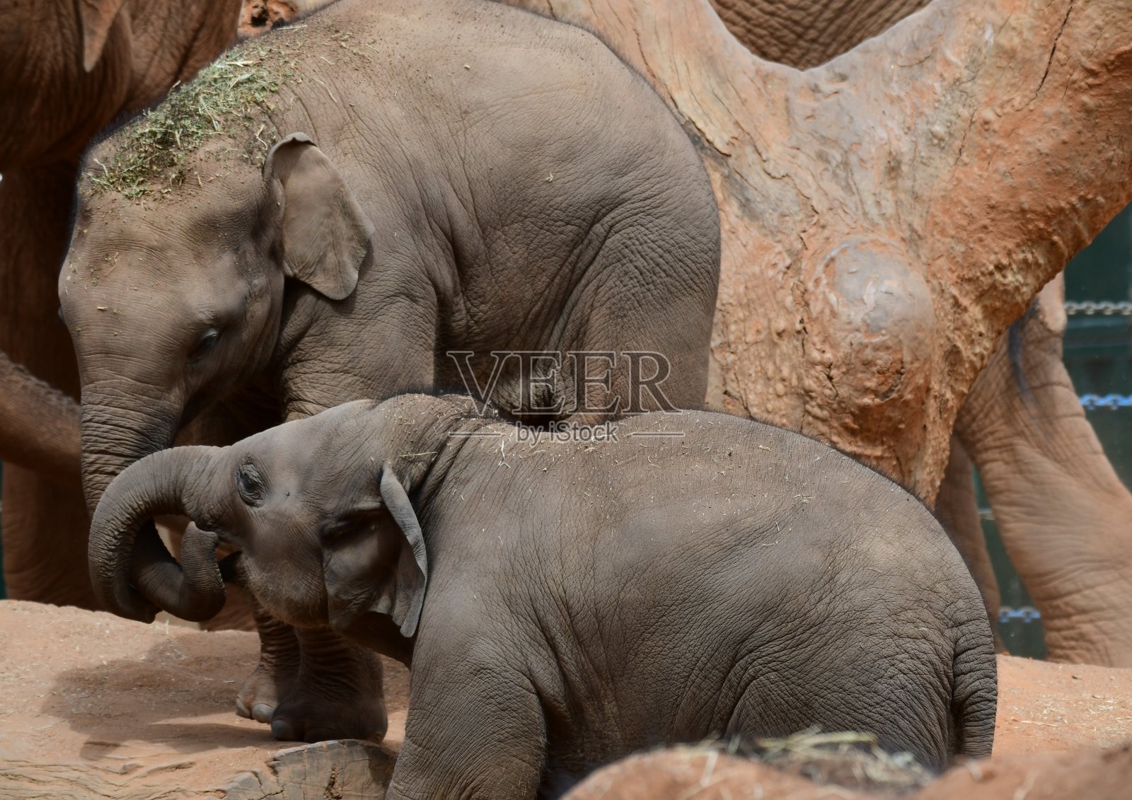 小象玩耍照片摄影图片