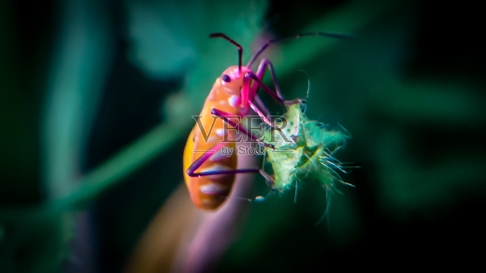 一只身体是黄色，翅膀是红色的虫子照片摄影图片