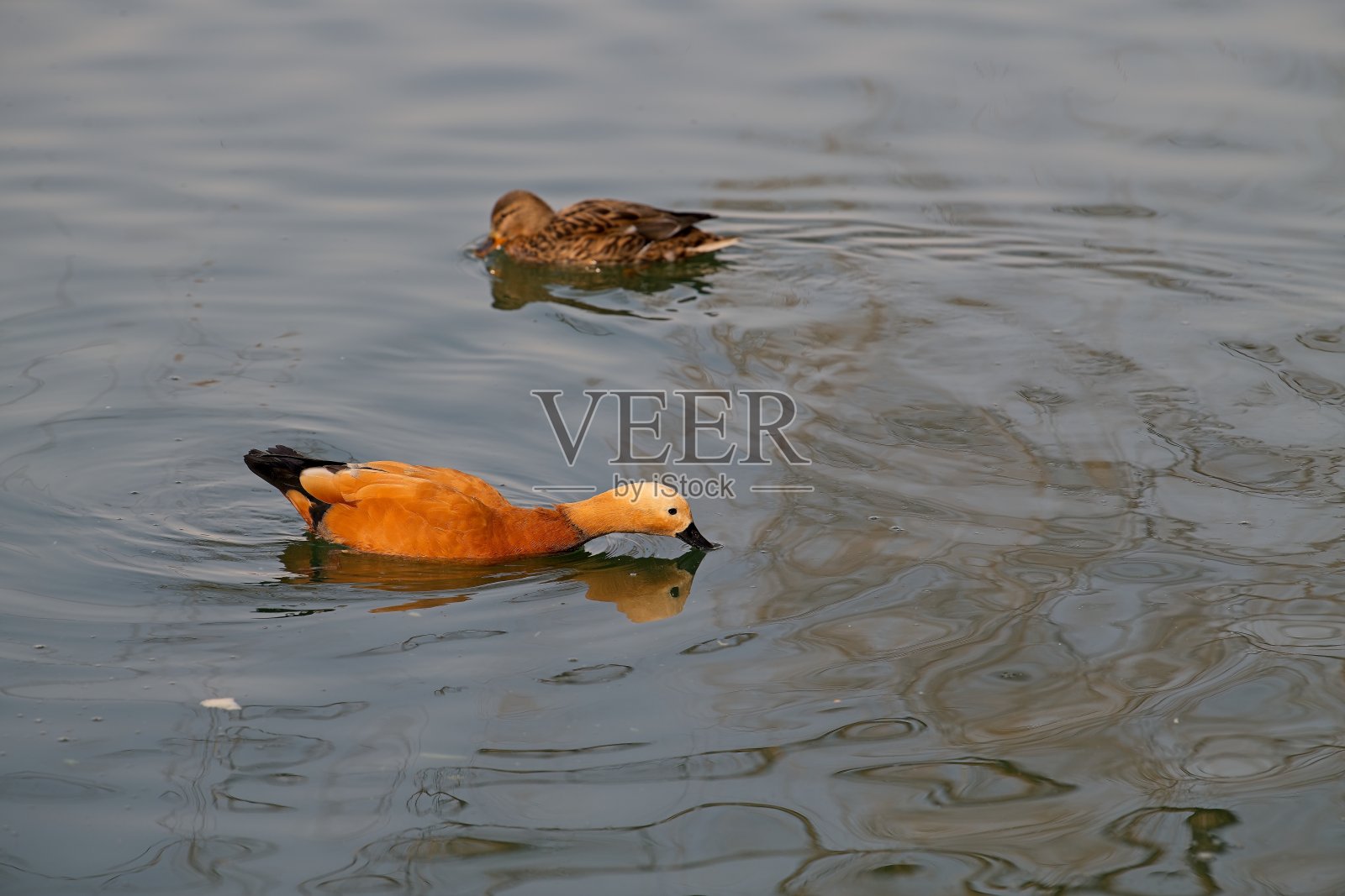 红润的雌麻鸭照片摄影图片