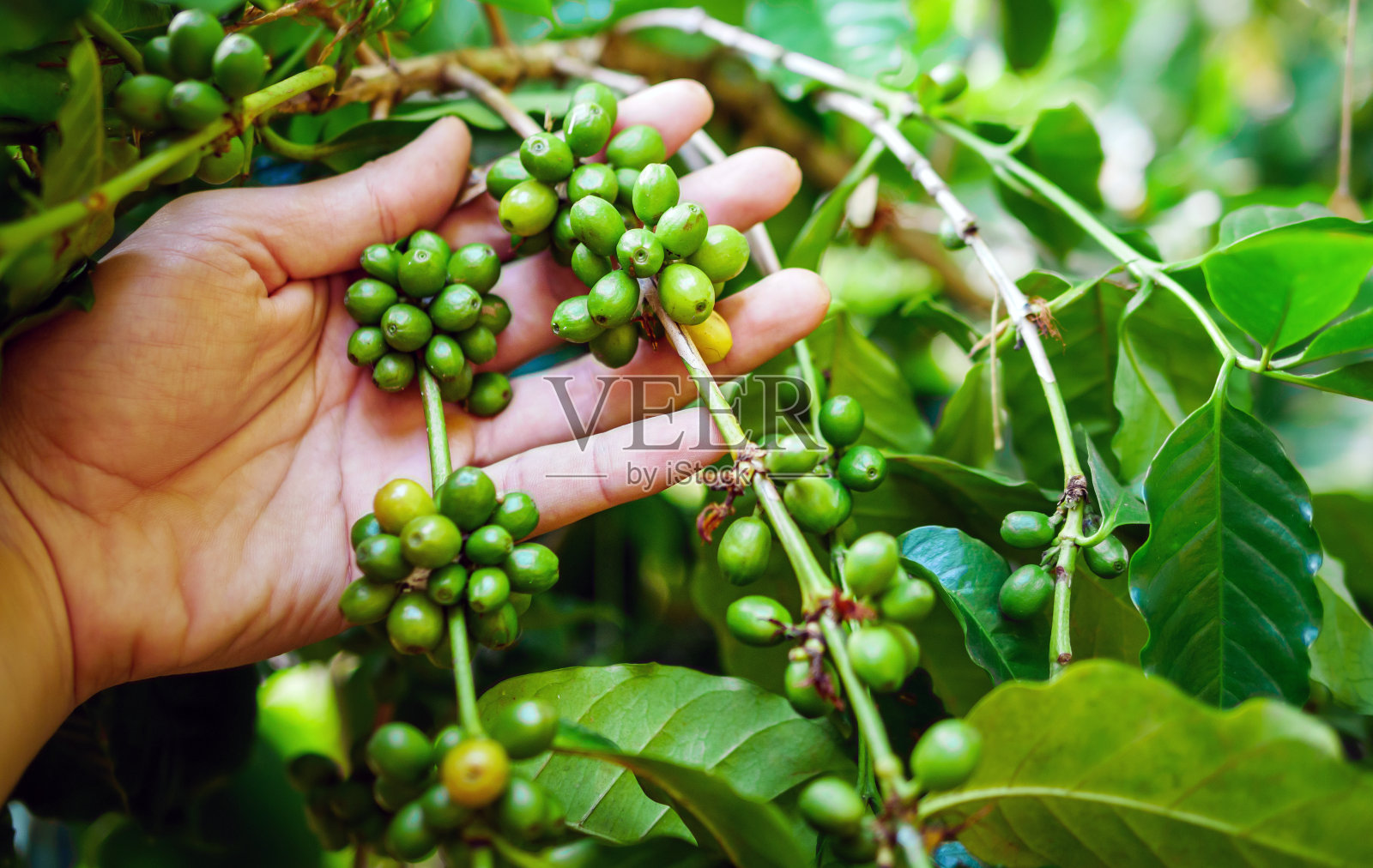 手里的生咖啡豆，农民手里的阿拉比卡咖啡浆果，农民手里的生咖啡豆，新鲜的咖啡，生的绿莓枝，咖啡树上的农业照片摄影图片
