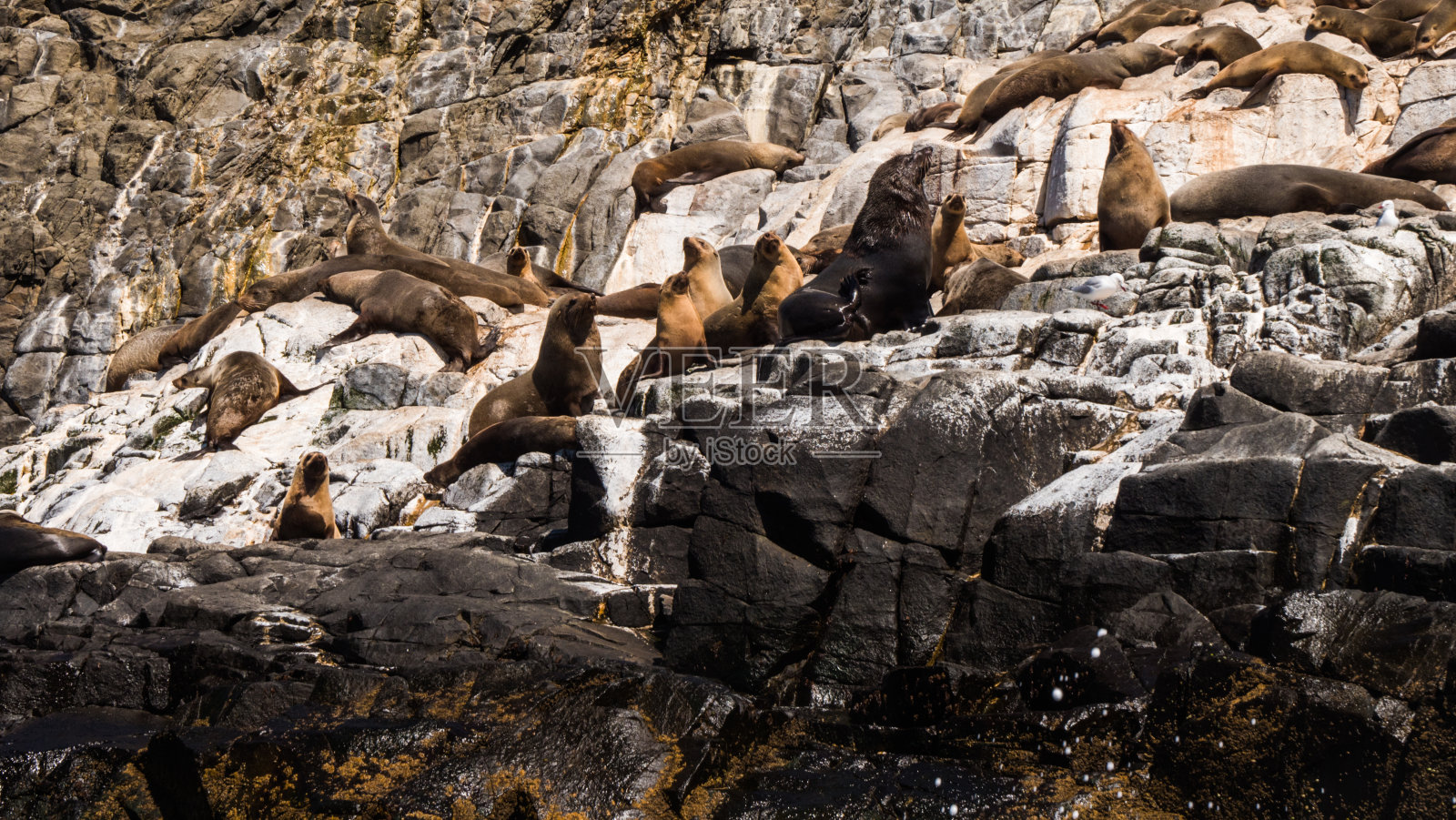 海狗在岩石上晒太阳，布鲁尼岛，南大洋照片摄影图片