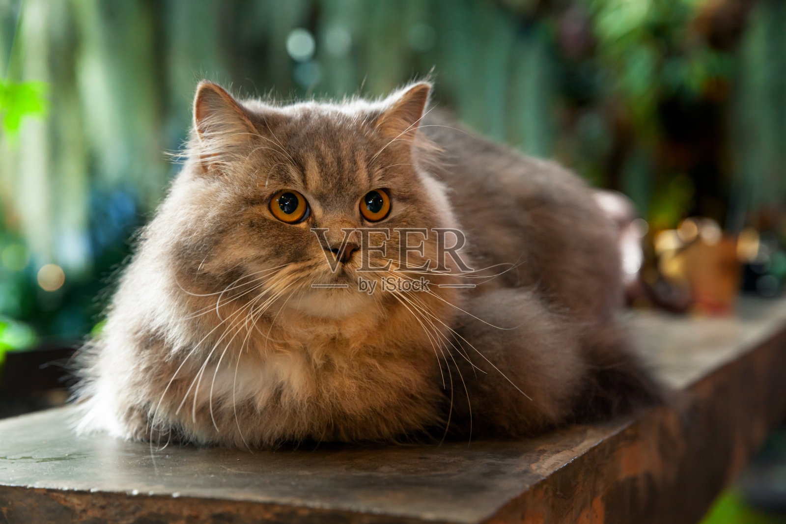 午后阳光下，蕨类花园的黑色木桌上坐着一只灰色银色虎斑英国长毛猫照片摄影图片