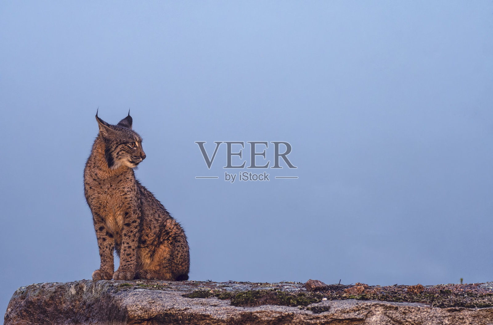 西班牙安杜哈尔山脉的伊比利亚猞猁。照片摄影图片