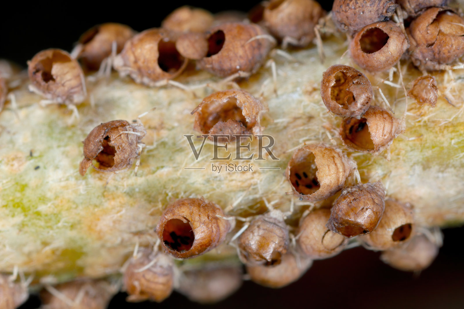 蚜虫群被寄生蜂，寄生蜂杀死。照片摄影图片