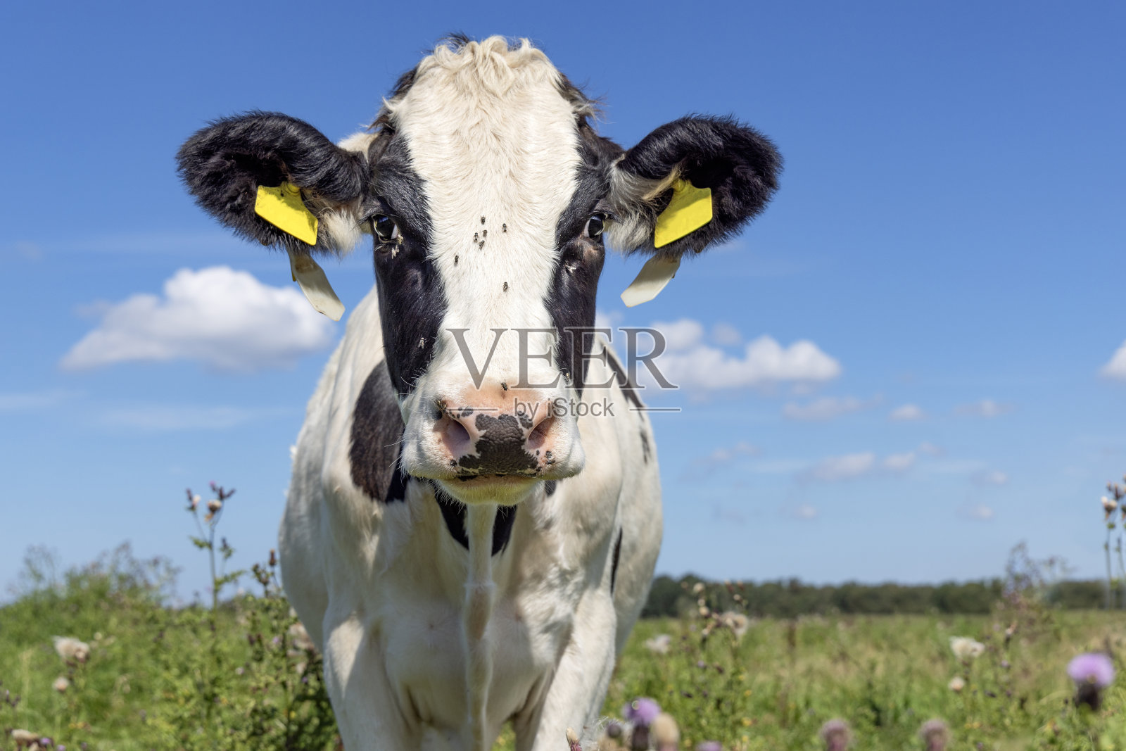 可爱的奶牛迎面而来，肖像，粉红的鼻子，牛虻的耳标，黑白相间，一片蓝天照片摄影图片