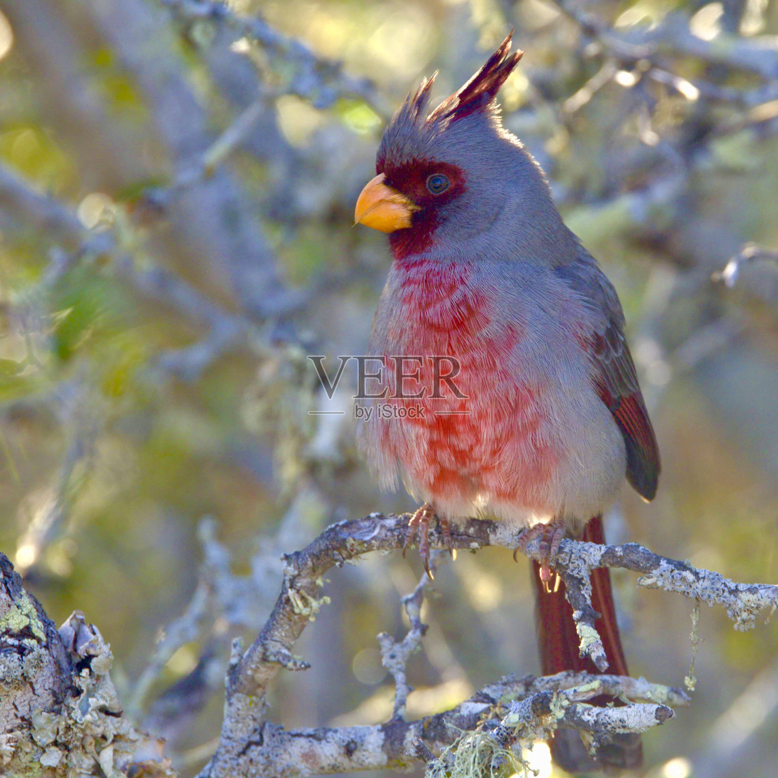 琵琶鸟栖息在树枝上晒太阳。照片摄影图片