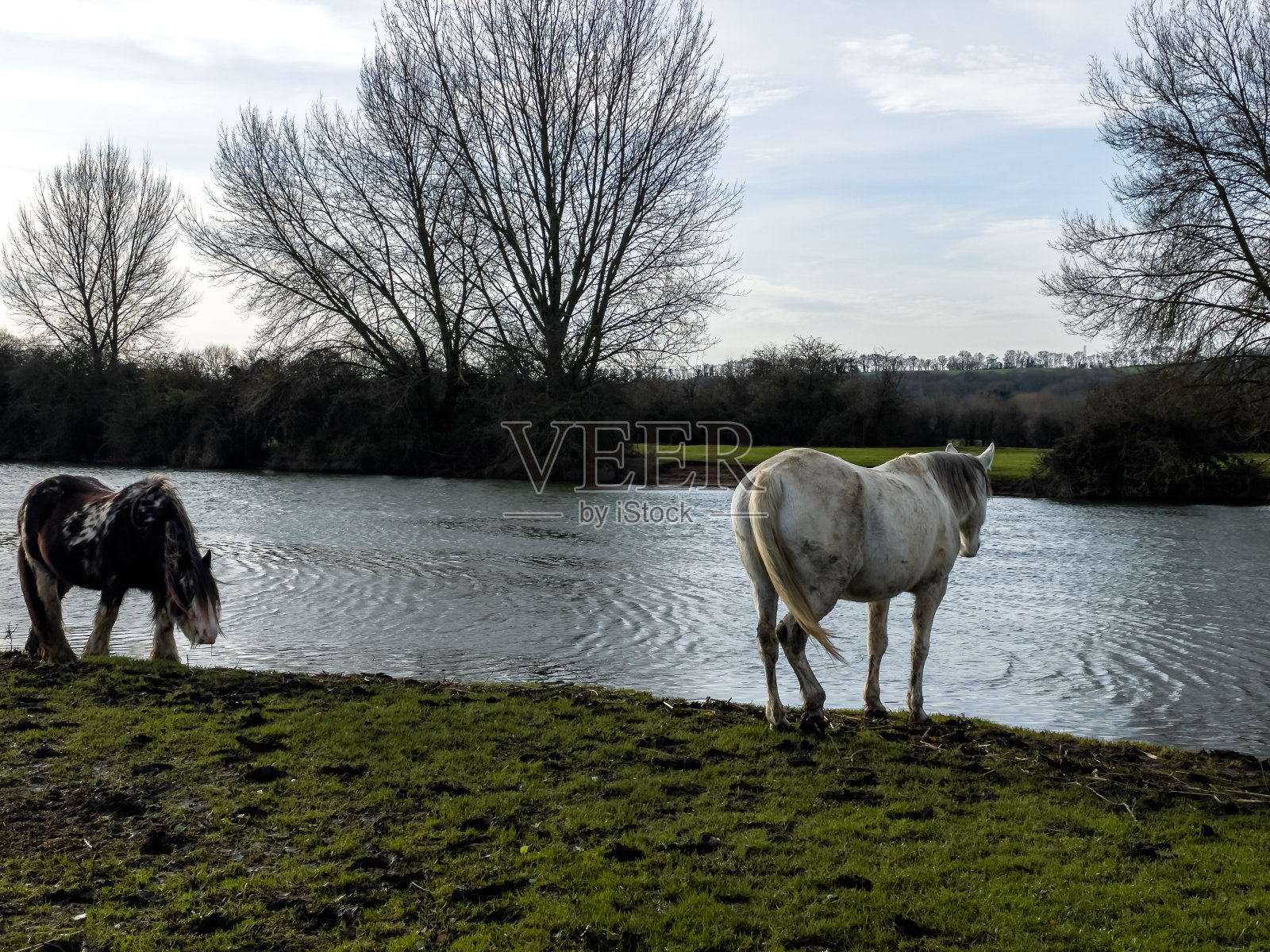 马和花斑矮种马在日落时分在牛津港草地吃草照片摄影图片