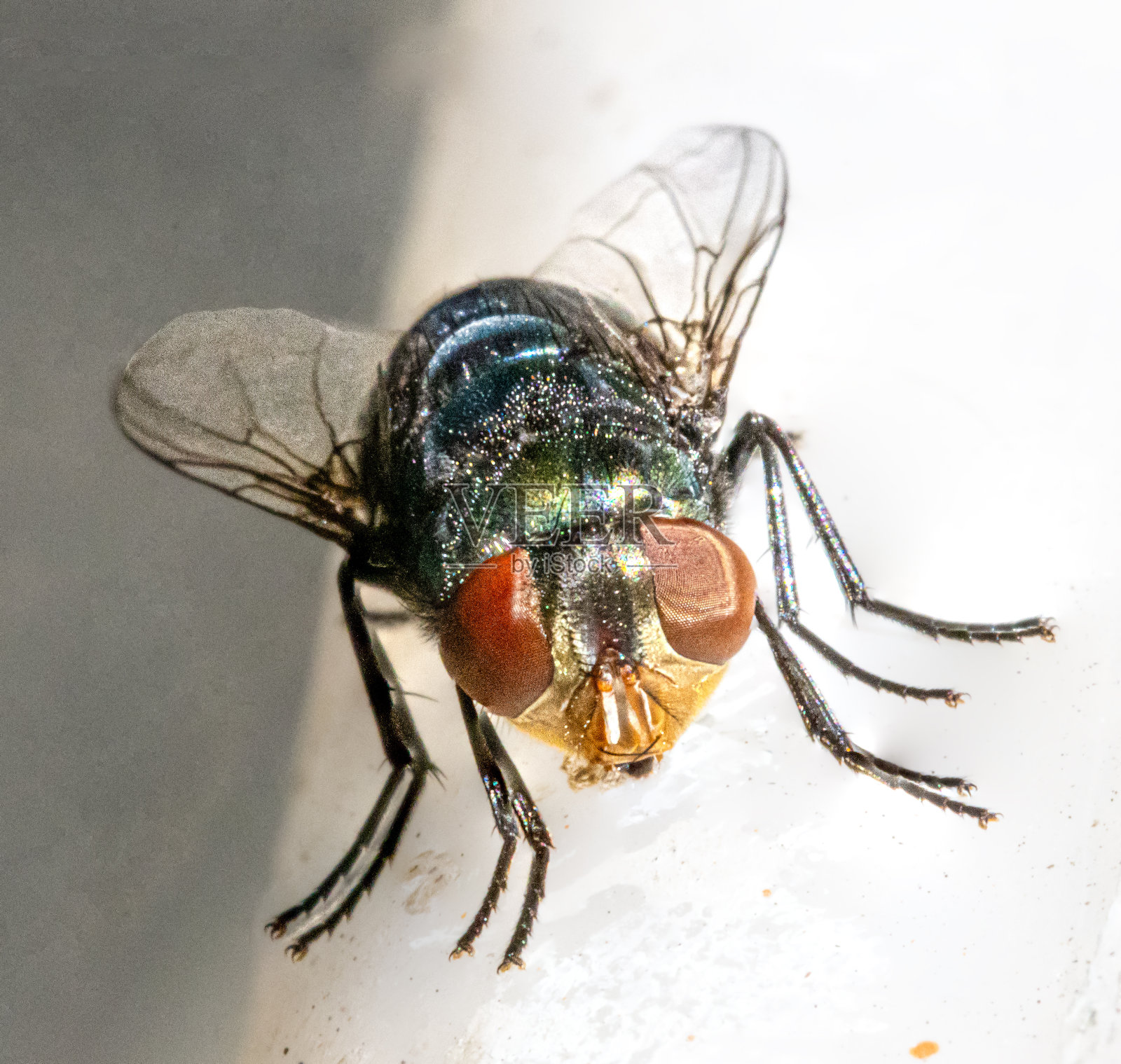 澳大利亚新南威尔士州悉尼后院，植物叶子上一只闪亮的彩色苍蝇的特写镜头照片摄影图片
