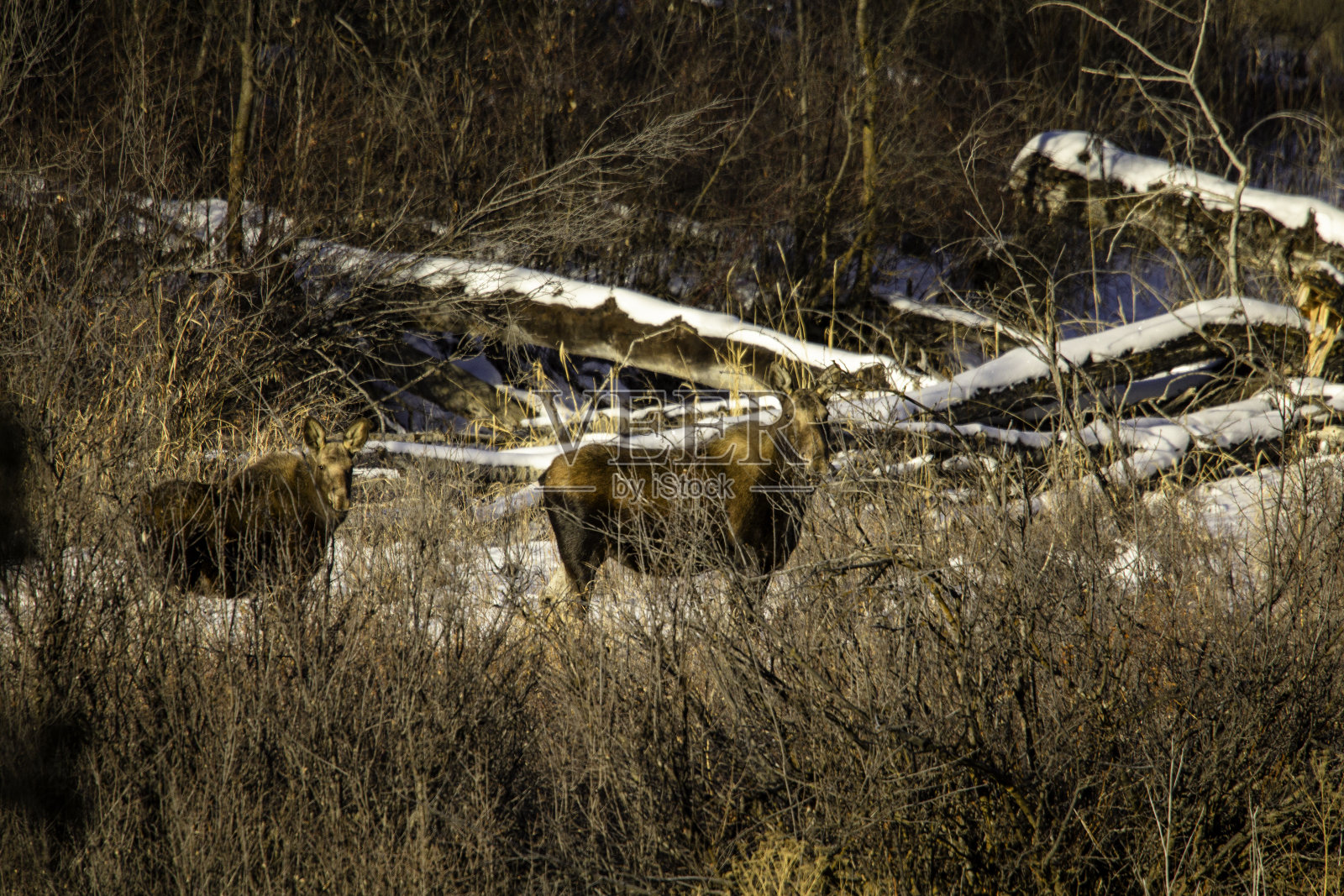 死谷中的奶牛和小驼鹿照片摄影图片