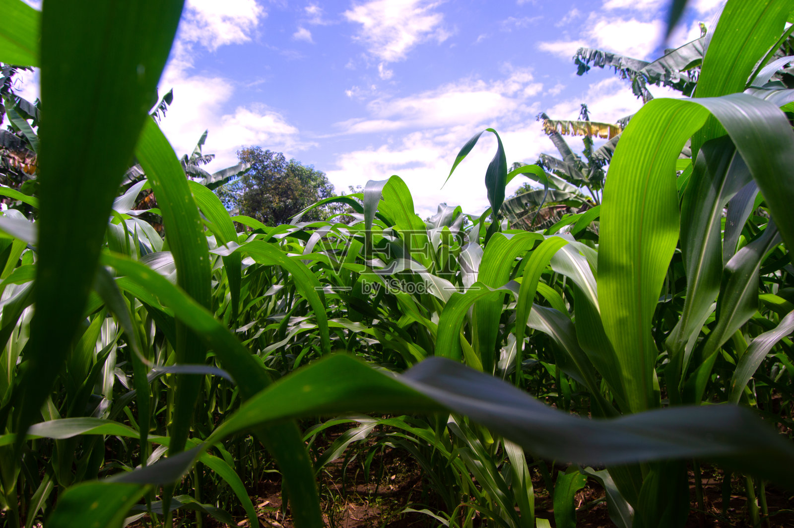 玉米园白天大气中飘着蓝色的云彩。照片摄影图片