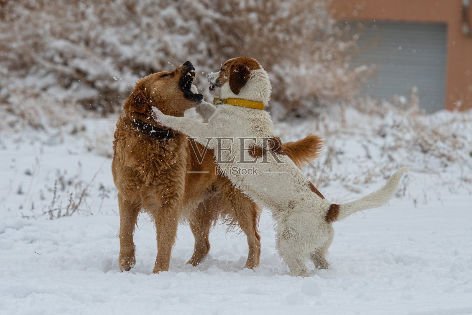 狗在雪地里玩耍。照片摄影图片