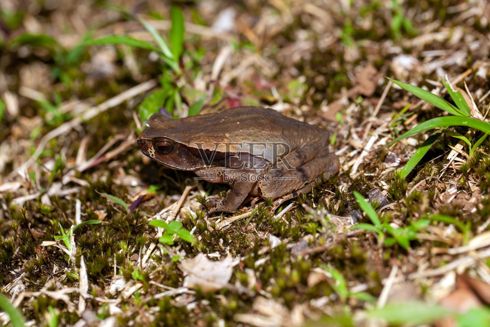 血蟾蜍属的蟾蜍照片摄影图片